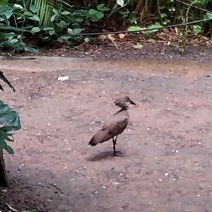 Masoala - Hamerkop (Scopus umbretta)