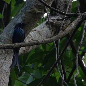 Bronzed drongo (Dicrurus aeneus aeneus)