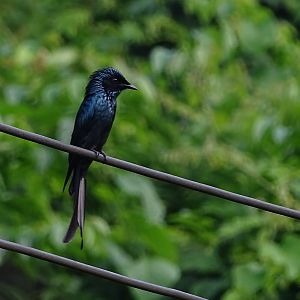 Bronzed drongo (Dicrurus aeneus aeneus)