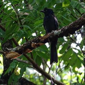 Greater racket-tailed drongo (Dicrurus paradiseus paradiseus)