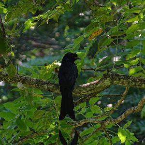 Greater racket-tailed drongo (Dicrurus paradiseus paradiseus)