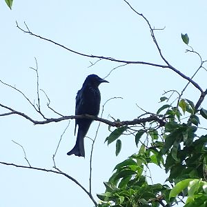 Spangled drongo (Dicrurus hottentottus)