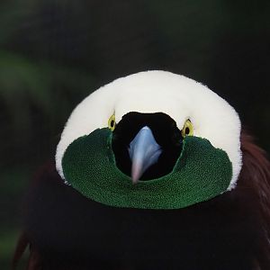 Greater bird-of-paradise (Paradisaea apoda), 2023-05-15