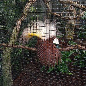 Greater bird-of-paradise (Paradisaea apoda), 2023-05-15