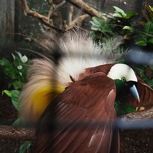 Greater bird-of-paradise (Paradisaea apoda), 2023-05-15