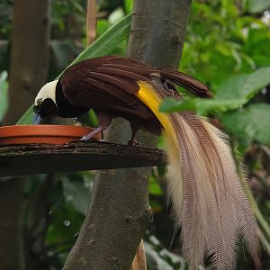 Greater bird-of-paradise (Paradisaea apoda), 2023-05-15