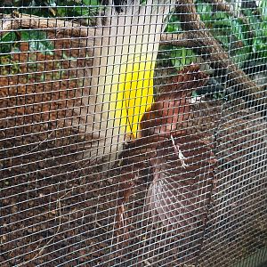 Greater bird-of-paradise (Paradisaea apoda), 2023-05-16