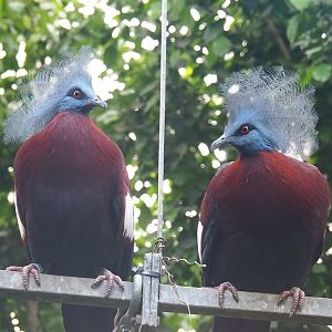 Sclater`s crowned pigeons (Goura sclateri), 2023-05-16