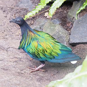 Nicobar pigeon (Caloenas nicobarica), 2023-05-16