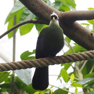 White-crested turaco (Tauraco leucolophus), 2023-05-15
