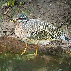 Sunbittern (Eurypyga helias), 2023-05-16