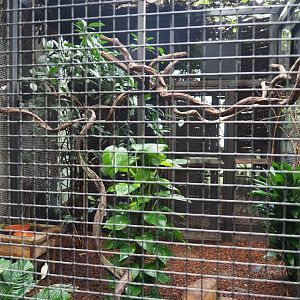 Curl-crested aracari aviary, 2023-05-15