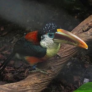 Curl-crested aracari (Pteroglossus beauharnaisii), 2023-05-15