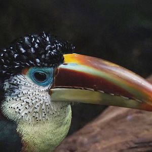 Curl-crested aracari (Pteroglossus beauharnaisii), 2023-05-15
