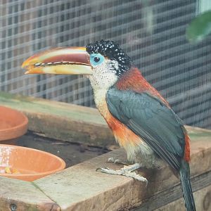 Curl-crested aracari (Pteroglossus beauharnaisii), 2023-05-16