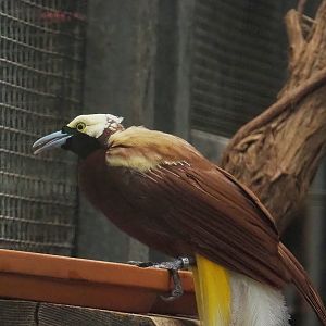 Lesser Bird-of-paradise (Paradisaea minor), 2023-05-15