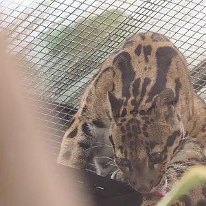 Indochinese clouded leopard (Neofelis nebulosa nebulosa), 2023-05-15