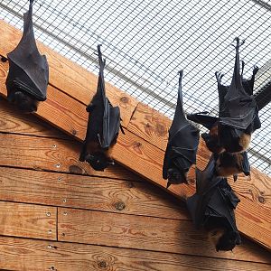 Lyle's flying foxes (Pteropus lylei), 2023-05-16