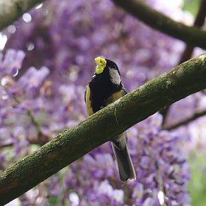 Wild Great tit (Parus major) with caterpillar, 2023-05-15