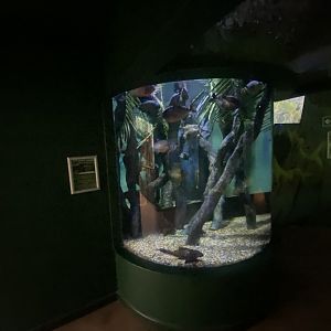 Red-bellied Piranha exhibit 070124
