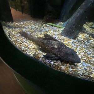 Plecostomus sp. 070124