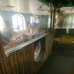 Asian small-clawed otter exhibit 070124