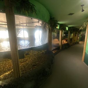 Asian small-clawed otter enclosure 070124