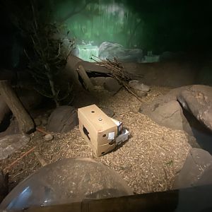 Asian small-clawed otter enclosure 070124