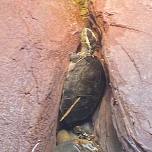 Chinese three-keeled pond turtle 070124