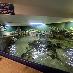 Asian Tank from above 070124