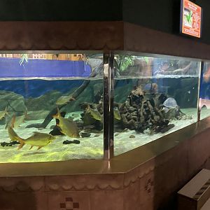 Asian Mixed Exhibit 070124