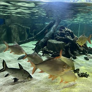 Asian mixed exhibit 070124