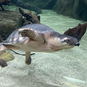 Asian mixed exhibit - Pig-nosed turtle 070124