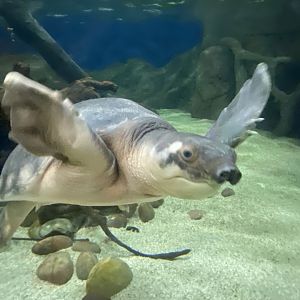 Asian mixed exhibit - Pig-nosed turtle 070124