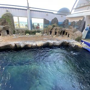 Penguin Beach 070124