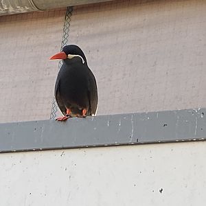 Penguin Beach -Inca tern 070124