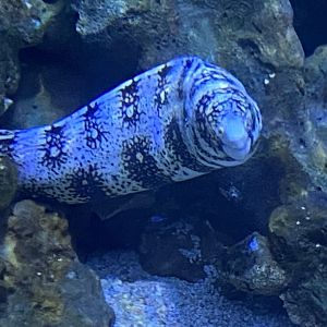 Snowflake eel 070124