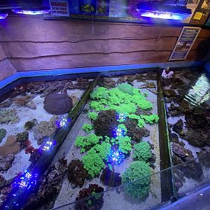 Coral Nursery 070124