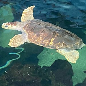 Loggerhead turtle 070124
