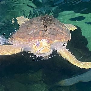 Loggerhead turtle 070124