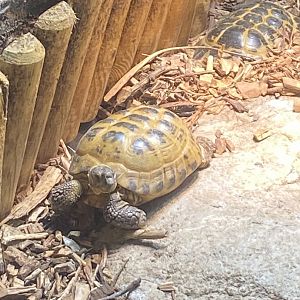 Horsfield’s tortoise 070124