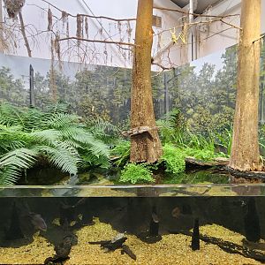 Alabama Aquarium - Cypress Swamp exhibit