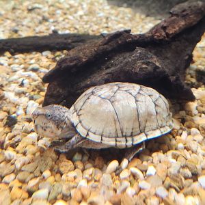 Alabama Aquarium - Sternotherus minor
