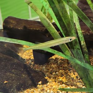 Alabama Aquarium - Freshwater fish