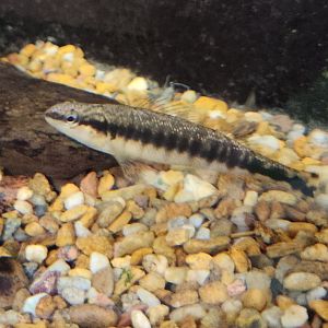 Alabama Aquarium - Darter