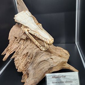Alabama Aquarium - Alligator Gar skull