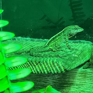 Alabama Aquarium - Anolis sagrei