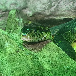 Alabama Aquarium - Nerodia fasciata