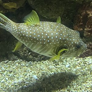 White-spotted pufferfish 070124