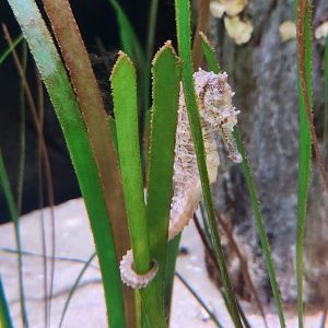 Alabama Aquarium - Seahorse